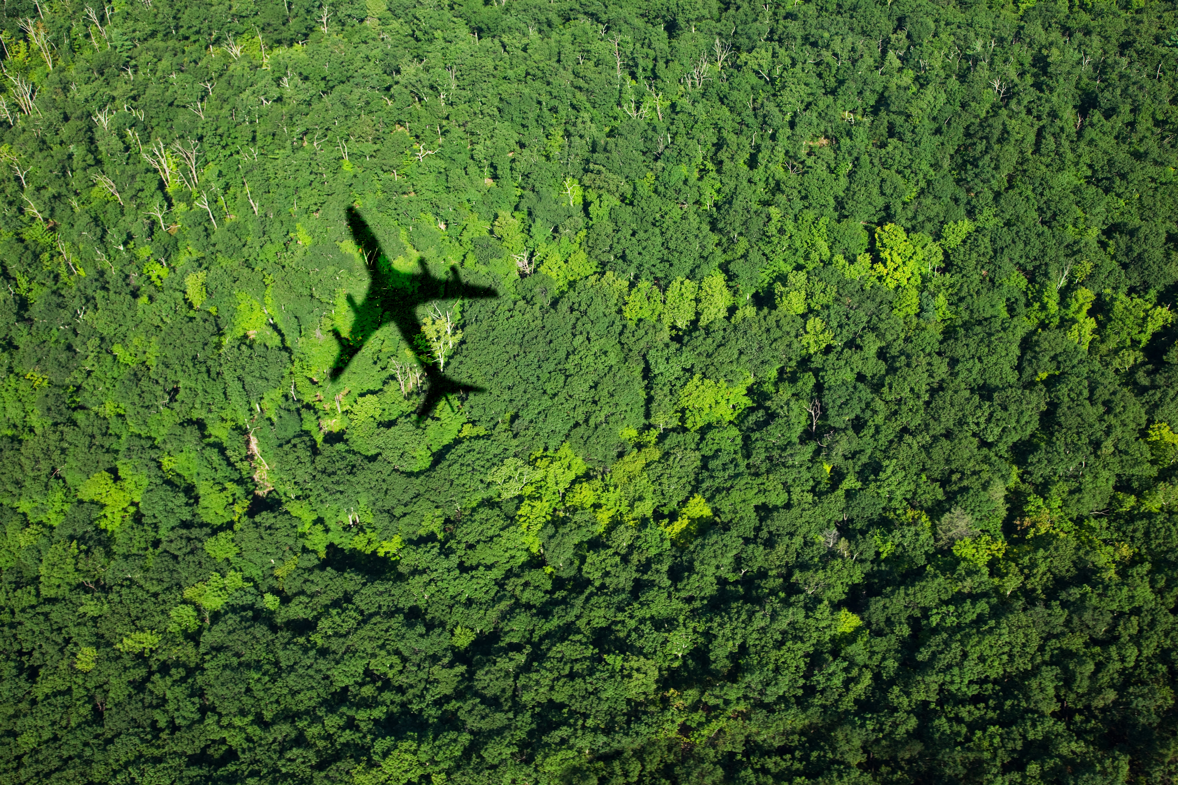 plane, forest, sustainability, business travel, travel 